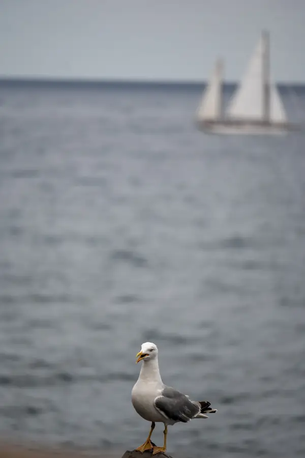 Eine Möwe auf einem Pfosten, dahinter unscharf ein Segelboot