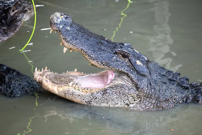 Ein Alligator mit offenem Maul im Wasser