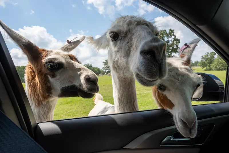 Drei Lamas stecken neugierig die Köpfe durch ein offenes Autofenster