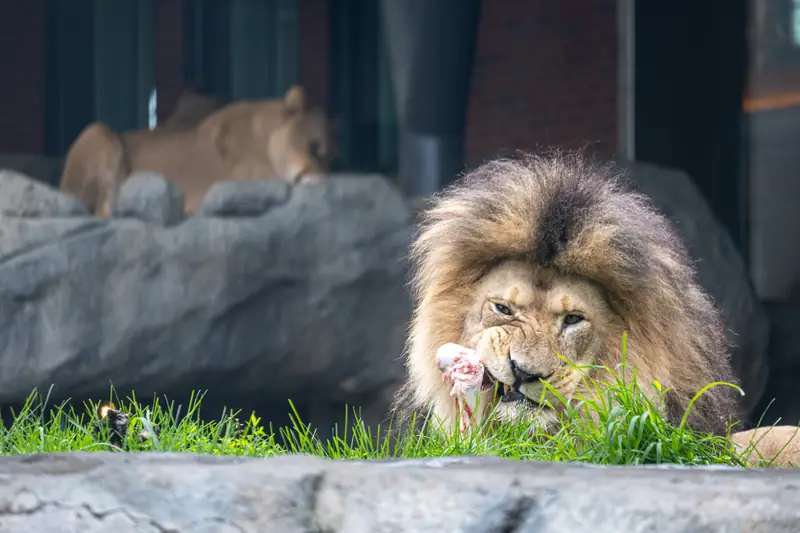 Ein Löwe frisst im Gras, dahinter döst eine Löwin